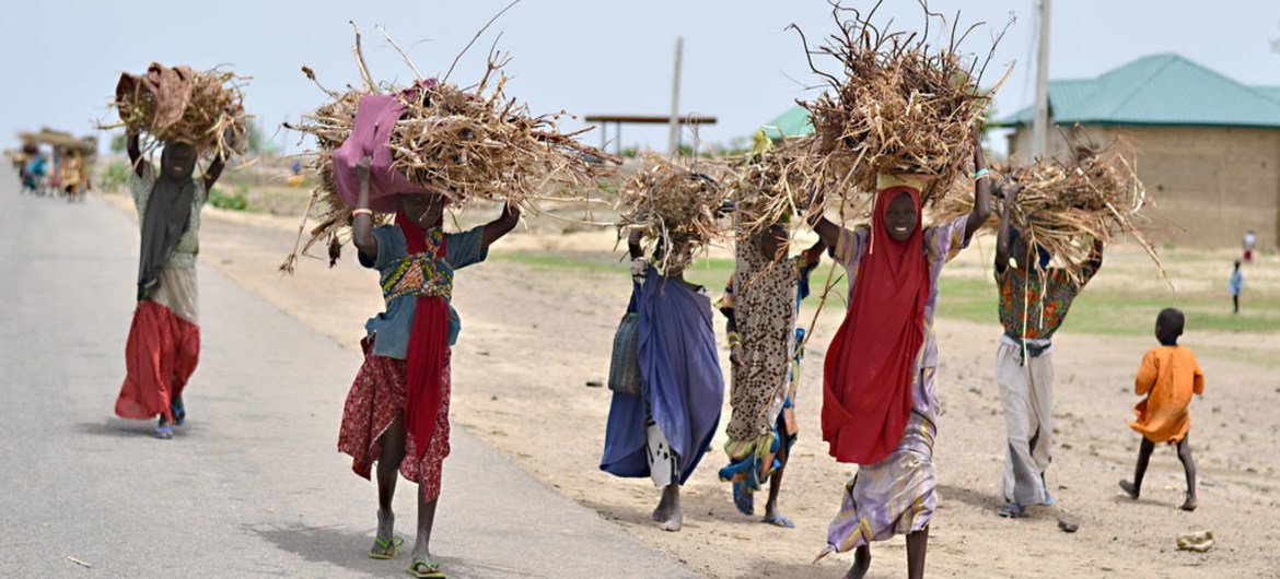 Des personnes déplacées par la violence de Boko Haram ramènent du bois dans leur camp à Dikwa, dans l'Etat de Borno, au Nigéria (archives).