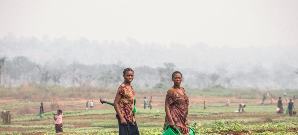 Des femmes cultivant dans le Grand Kasaï, en République démocratique du Congo.