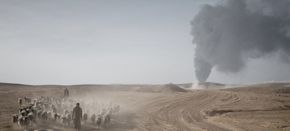En Iraq, des civils déplacés fuient des combats avec leur bétail. Photo FAO/Cengiz Yar