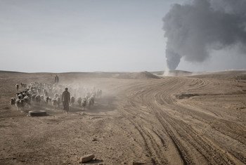 En Iraq, des civils déplacés fuient des combats avec leur bétail. Photo FAO/Cengiz Yar