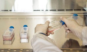 Lab assistant growing culture viruses and bacteria in the “Infectious Room” of the Cancer Institute of Columbia.