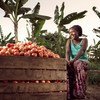مزارعة تحصد الفاكهة في مزرعتها قرب بلدة كيوتورا، أوغندا. 