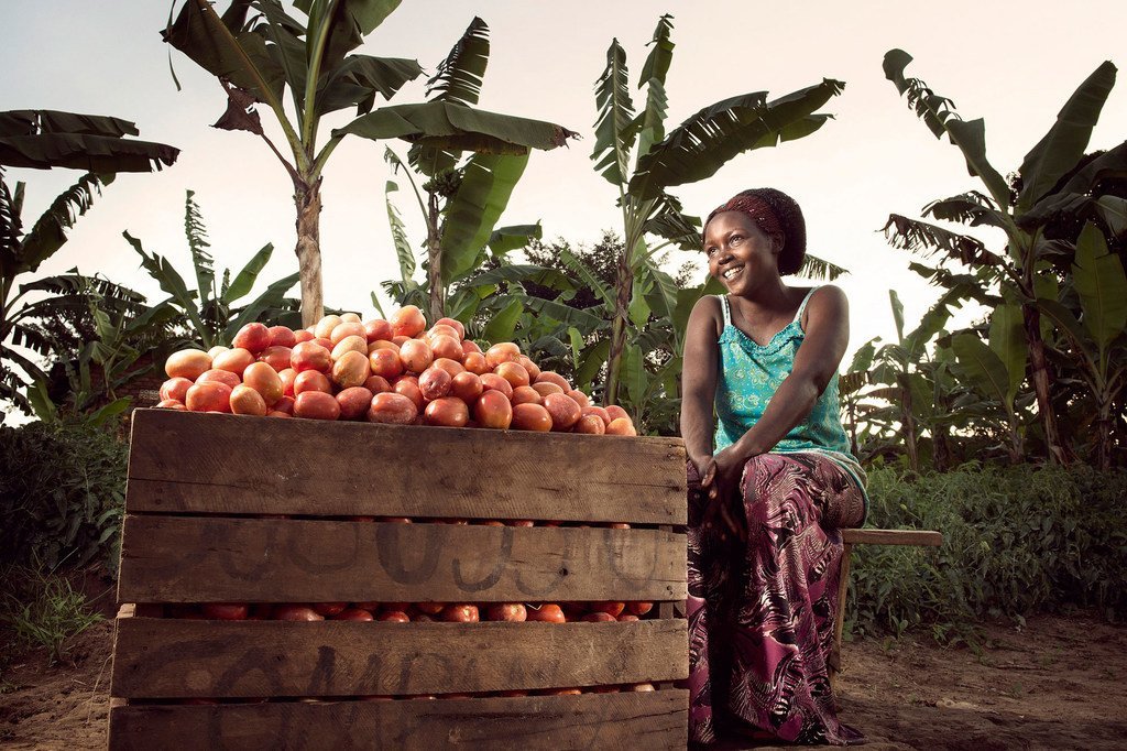 مزارعة تحصد الفاكهة في مزرعتها قرب بلدة كيوتورا، أوغندا. 