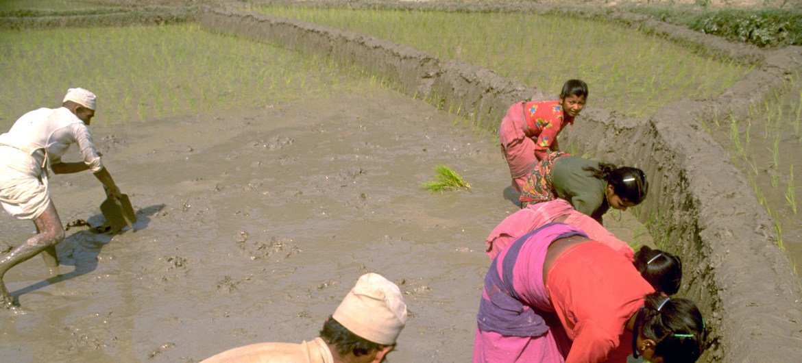 Farmers transplant rice seedlings in a paddy field in Dhading district, central Nepal.