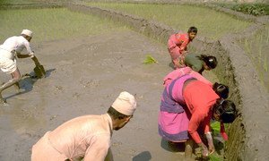 Farmers transplant rice seedlings in a paddy field in Dhading district, central Nepal.