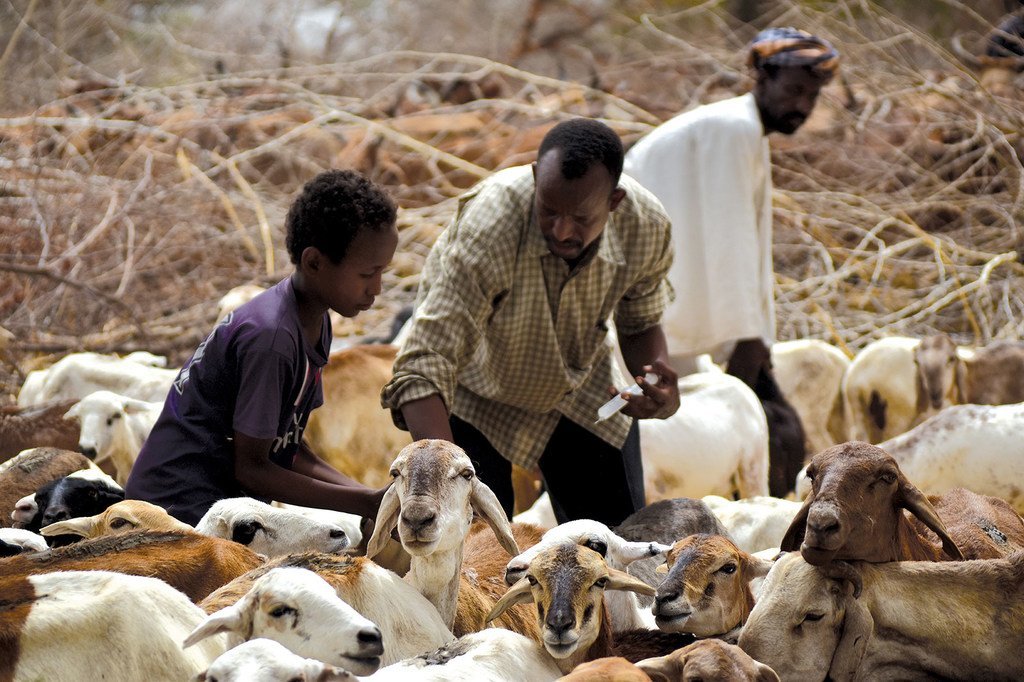 Des éleveurs et leur troupeaux au Soudan du Sud. En janvier 2019, les cours internationaux des prix de la viande bovine, porcine et de volaille sont restés stables, tandis que les prix de la viande ovine ont diminué.