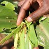 秋粘虫对玉米生产构成严重威胁。 
