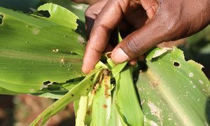 Fall Armyworm on damaged maize in Malawi.