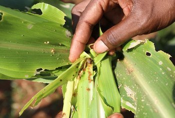 Fall Armyworm on damaged maize in Malawi.