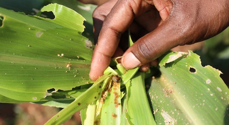FAW on damaged maize in Malawi where, in December 2017, the Government declared 20 of the country’s 28 districts disaster areas following an invasion by FAW.