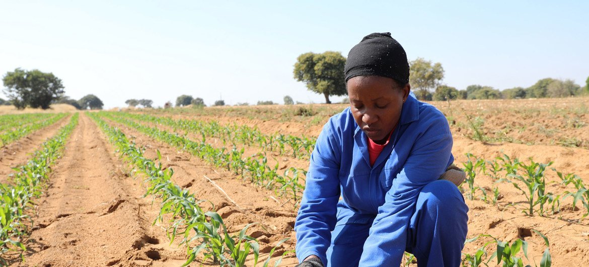 Une agricultrice dans son champ de maïs endommagé par les chenilles légionnaires d’automne (FAW) en Namibie.