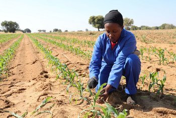Une agricultrice dans son champ de maïs endommagé par les chenilles légionnaires d’automne (FAW) en Namibie.