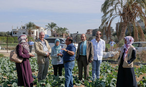 Des responsables de l’Office de secours et de travaux des Nations Unies pour les réfugiés de Palestine dans le Proche-Orient (UNRWA) visitent un projet agricole dans la bande de Gaza soutenu par le Programme de création d’emploi mis en place par l’agence.