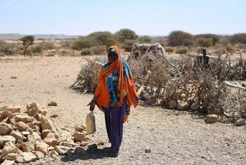 A woman walks in drought-hit Salaxley village, 15 kilometers south of Garowe in Puntland, one of the regions hit by a severe drought. UN Photo/Ilyas Ahmed