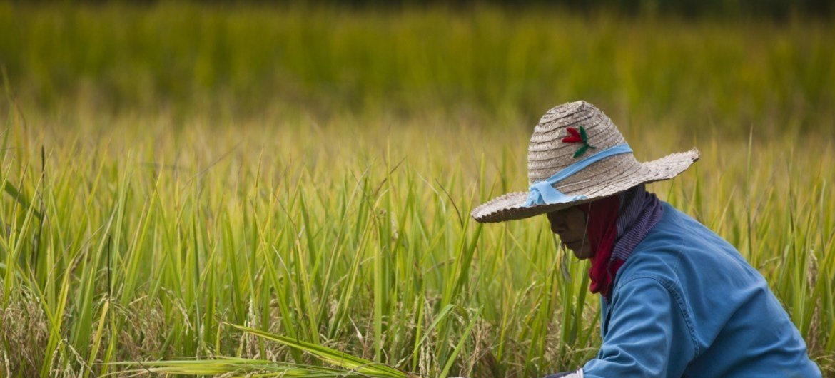 Thai farmers harvest rice near Ta Pra Mok, Thailand. Rice is the staple food for more than half the world's population, including 640 million undernourished people living in Asia