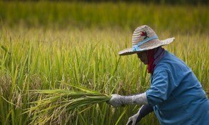 Farmers harvest rice near Ta Pra Mok, Thailand. Globally almost 95 per cent of the food comes from soil.