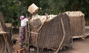 A beneficiary of an FAO social cash transfer project loading maize in one of her two granaries at her home in Mzingo village in Mchinji, Malawi. (file)