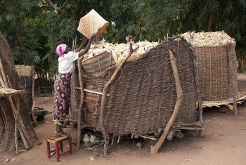 A beneficiary of an FAO social cash transfer project loading maize in one of her two granaries at her home in Mzingo village in Mchinji, Malawi. (file)