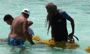 Pescadores reciben una capacitación en el cultivo de algas marinas en Placencia, Belice, en el marco de una actividad de cooperación sur-sur. 
