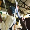 2005年10月的一个选举投票日，西非国家利比里亚西北部的蒙特塞拉州，选民正在查看选票。
