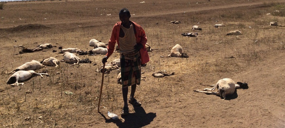 Dans le nord de la Somalie, région frappée par la sécheresse, Un éleveur dans le nord de la Somalie, une région frappée par la sécheresse, cet éleveur a perdu près de la moitié de son troupeau de moutons qui en comptait 70 à l'origine (2017).