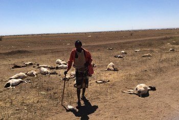 索马里北部遭遇严重干旱。这位牧民饲养的70头羊中有半数死亡。