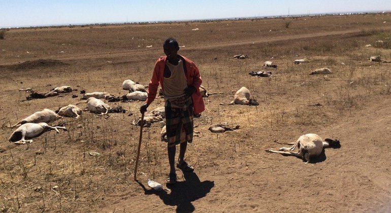 索马里北部遭遇严重干旱。这位牧民饲养的70头羊中有半数死亡。