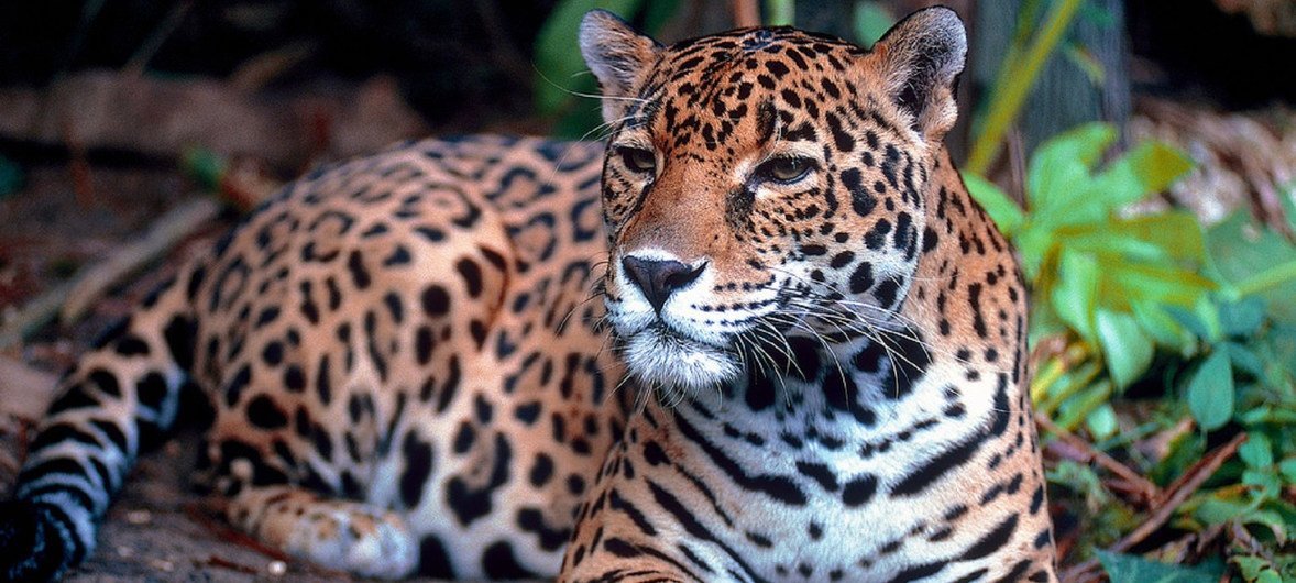 El jaguar está en peligro de extinción.