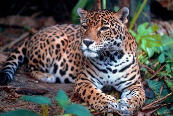 El jaguar está en peligro de extinción.