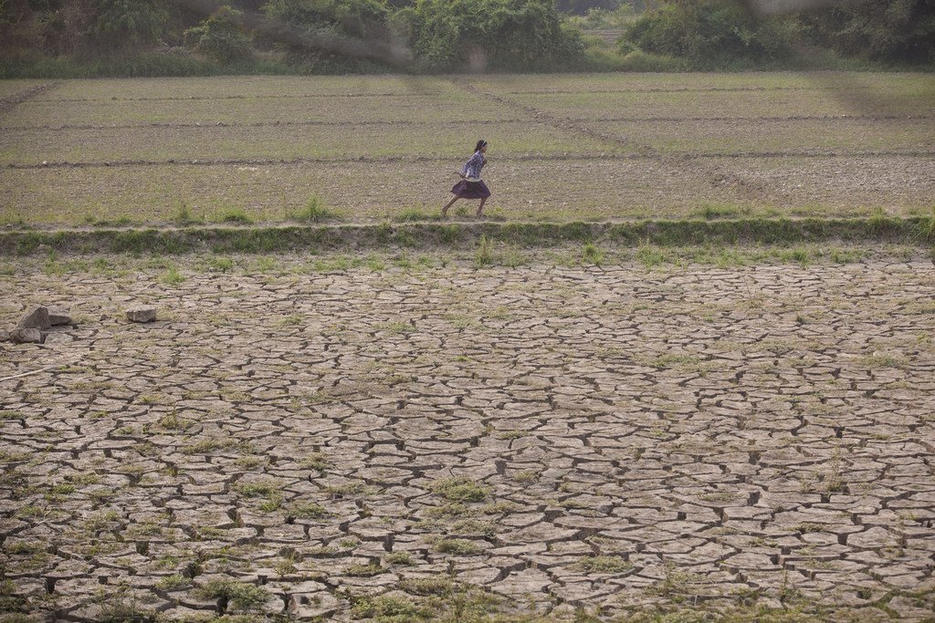 一名女孩穿过缅甸实皆省的荒芜农田。洪水掩埋了宝贵肥沃的土壤，使其变得坚硬并且裂开，从而使土地耕作变得更加困难和成本昂贵。