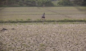 A girl runs through deserted farmland in Mynmar's Sagaing region where floods buried valuable fertile soil under several feet of mud which later dried hard and cracked, making land preparations very difficult and expensive.
