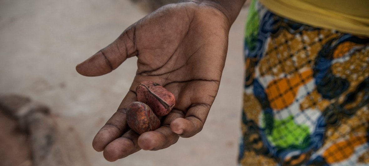 "Kola nuts are brought to the family when a man wants to marry a girl," says Martha Bamsuma, a midwife who works at Wale Wale District Hospital in Ghana. 