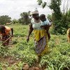 Moçambique reduziu em 32% o nível de insegurança alimentar e o número de pessoas com fome nos últimos 10 anos.