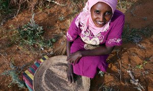 Buthaina Ahmed Ibrahim, 28, is harvesting sesame. She will use the seeds to make and sell sweets. She is one of 30,000 rural women across Sudan whose lives have been turned around as a result of micro-financing.