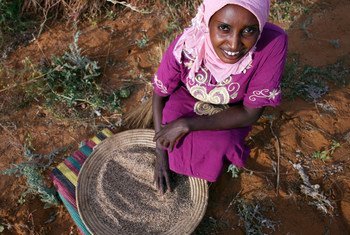  Buthaina Ahmed Ibrahim, 28 ans, récolte du sésame. Elle utilisera les graines pour faire des bonbons à vendre. Elle est l'une des 30 000 femmes rurales du Soudan dont la vie a changé suite à l'initiative de microfinance ABSUMI.