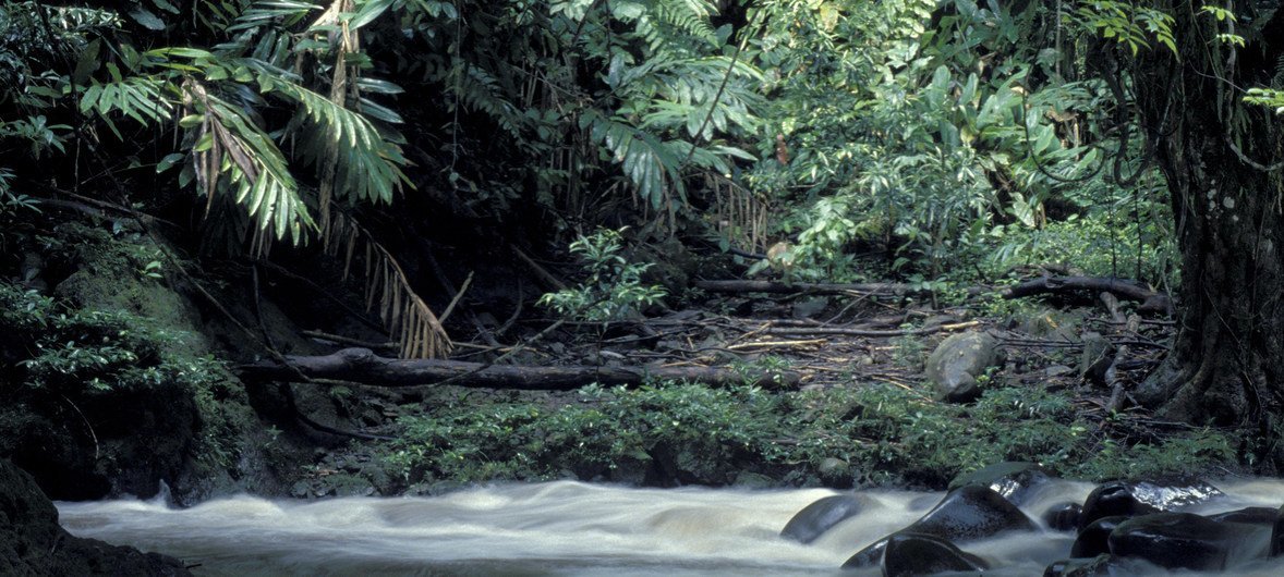 印度尼西亚的森林与河川。