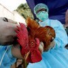 Veterinários examinam uma galinha. 