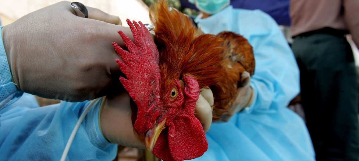 Des vétérinaires examiment un poulet.  75% des nouvelles maladies infectieuses qui ont émergé au cours des dernières décennies trouvent leurs origines chez les animaux.