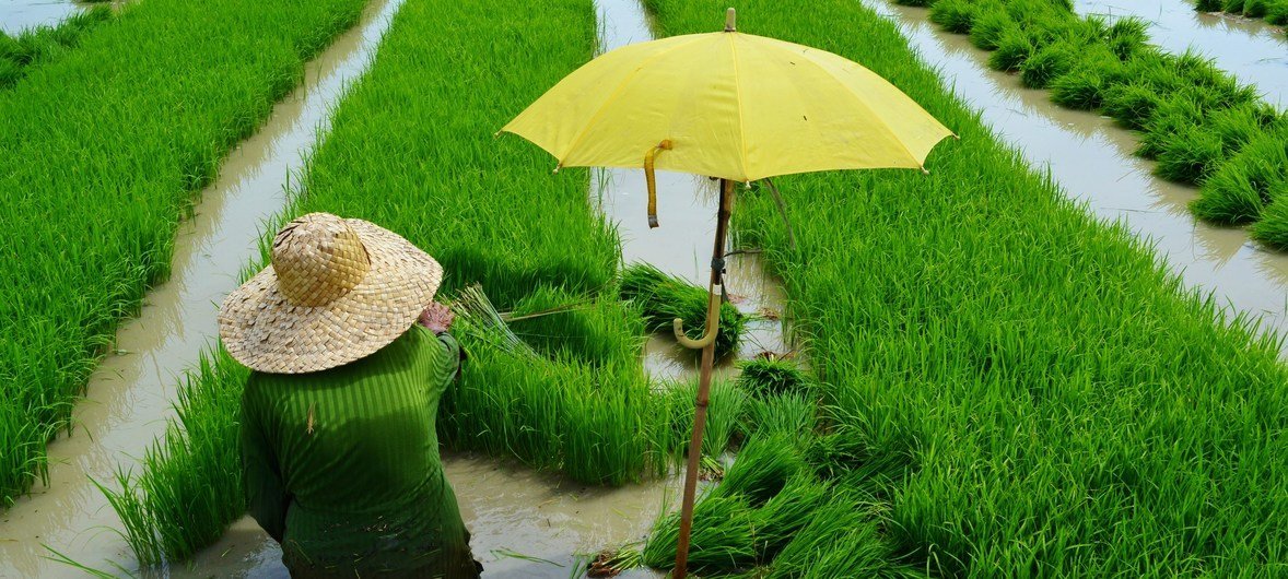 A farmer transplants rice in a paddy field in the Philippines.