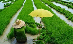 菲律宾的一位农民正在水田里种植水稻。