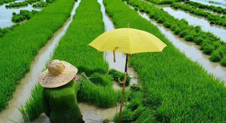 مزارع يقوم بزراعة الأرز في الفلبين.