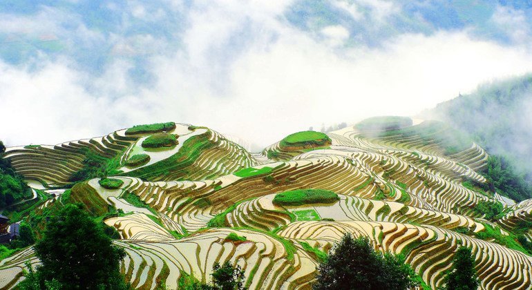 Los arrozales en forma de terraza en las zonas montañosas y colinas del sur de China.