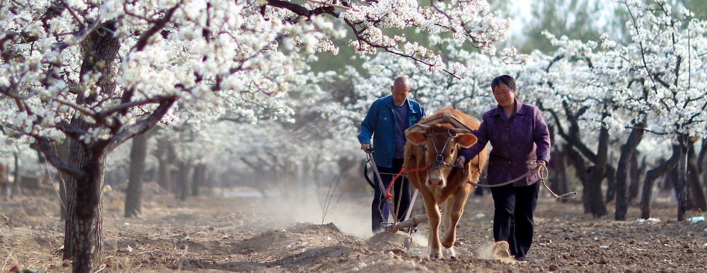 El sistema tradicional de moreras en el antiguo cauce del río Amarillo en Xiajin, en China.