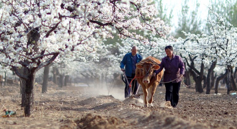 在山东夏津古老的黄河河道，人们仍在用传统方法种植桑树。 