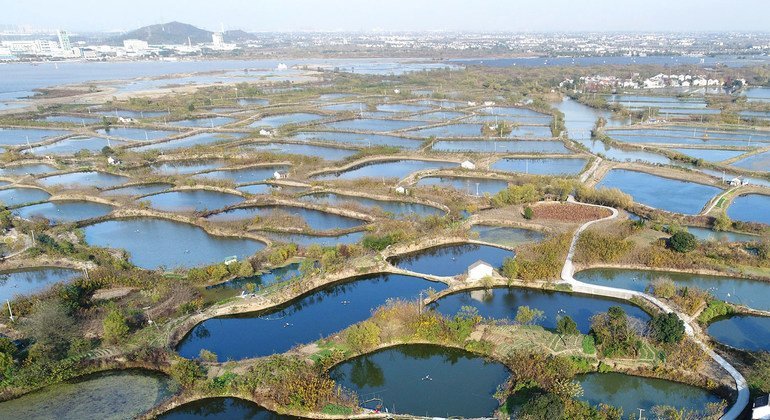 浙江湖州的桑基鱼塘系统。
