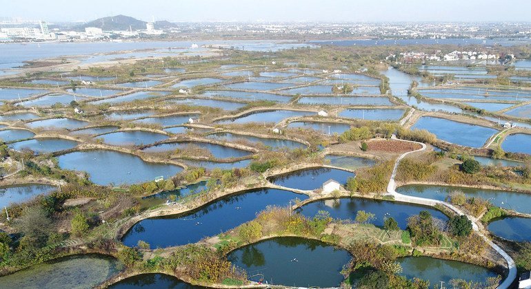 Zhejiang Huzhou shamba la miforosadi na mfumo wa uvuvi mabwawani , China.