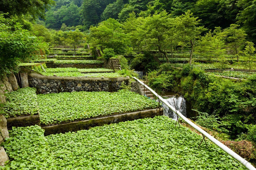 日本静冈的传统芥末种植。 