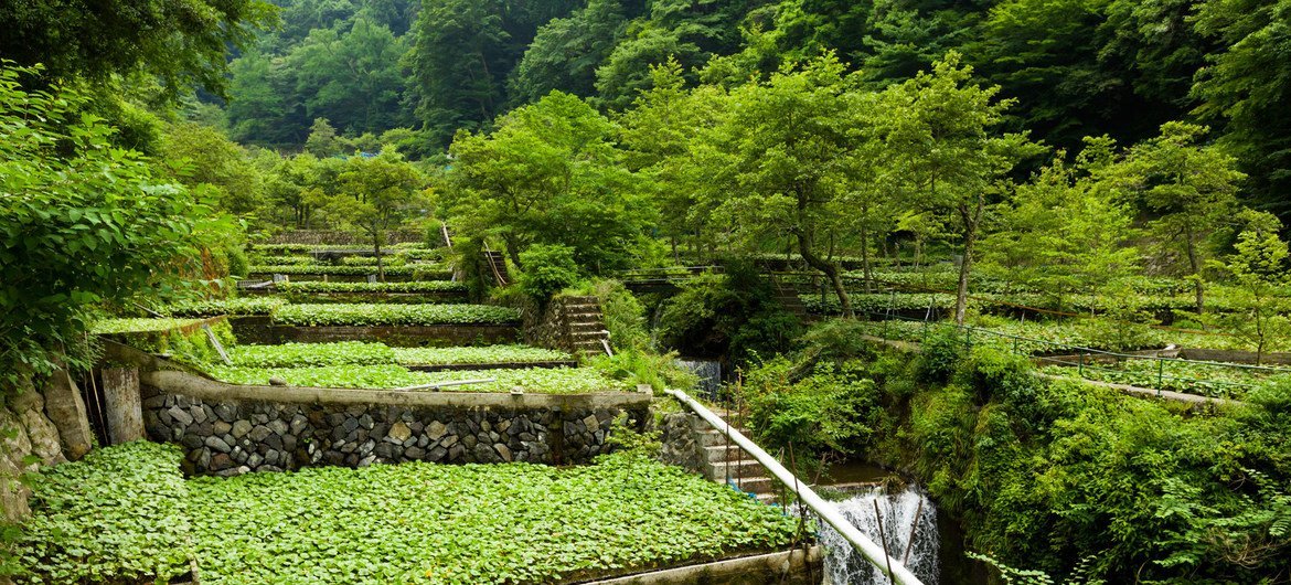 La región de Shizuoka, en Japón, es conocida por marcar el inicio del cultivo tradicional del wasabi en el mundo, que se inició hace alrededor de 400 años. 