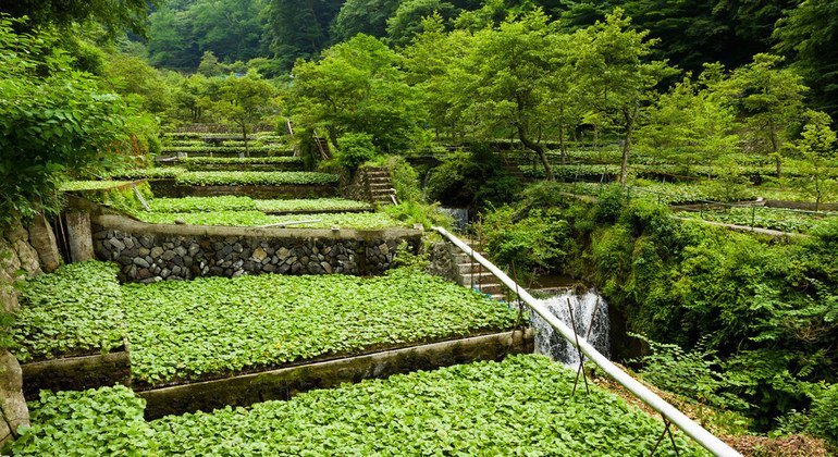 Kilimo cha jadi cha Wasabi huko Shizuoka, Japan.