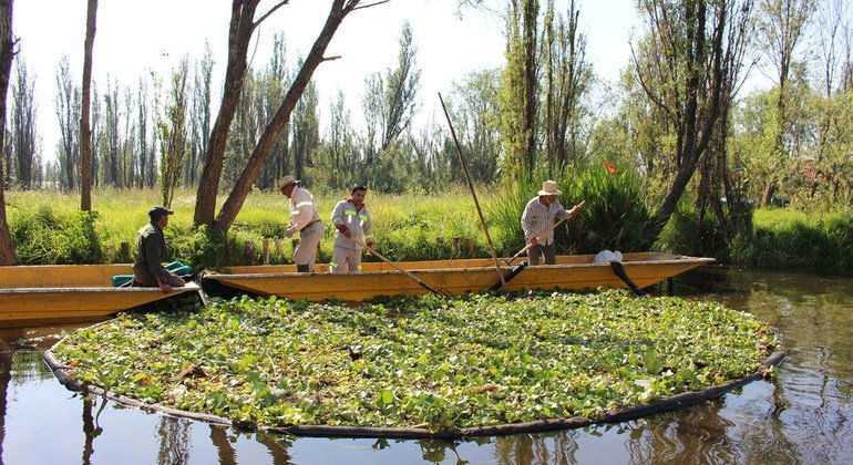 Las “chinampas”, en la Zona Patrimonio Mundial, Natural y Cultural de la Humanidad de Xochimilco, México, forman un conjunto artificial de islas flotantes construido según las normas de la tradición azteca. 